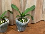 Rhynchostylis gigantea x sib ‘Pink Spots’ (3.5” pot) - Image 5