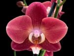 Phalaenopsis Large I-Hsin Fantasist (4.5" pot) - Image 3