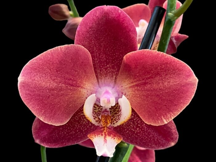 Phalaenopsis Large I-Hsin Fantasist (4.5" pot) - Image 3