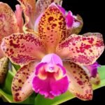 Rlc. Waianae Leopard ‘Ching Hua’ Blooming Size (3.5” pot)