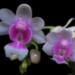 Mini Kingidium deliciosum  ( Phalaenopsis deliciosa) (3” pot)