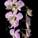 Phalaenopsis sanderiana x sib (3” Pot)