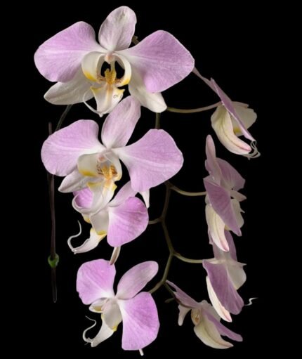 Phalaenopsis sanderiana x sib (3” Pot)
