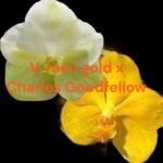 IN SPIKE Vanda Rasri Gold x Charles Goodfellow (3.5” pot)