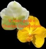 IN SPIKE Vanda Rasri Gold x Charles Goodfellow (3.5” pot)
