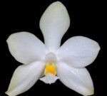 Phalaenopsis micholitzii × sib (3” Pot)