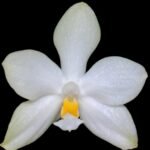 Phalaenopsis micholitzii × sib (3” Pot)