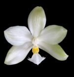 Phalaenopsis micholitzii × sib (3” Pot) - Image 2