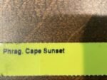 Phrag. Cape Sunset (4.5" pot) - Image 6