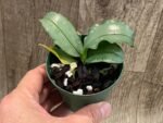 Mini Kingidium deliciosum  ( Phalaenopsis deliciosa) (3” pot) - Image 7