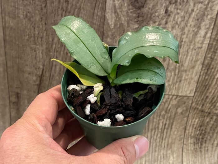 Mini Kingidium deliciosum  ( Phalaenopsis deliciosa) (3” pot) - Image 7