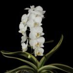 Phalaenopsis amabilis variegated (3” Pot)