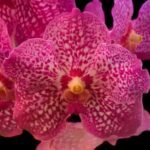 Vanda Kultana Principal (Blooming Size, 3” basket)