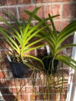 Vanda Kultana Gold (BS 3.5” pot) - Image 3
