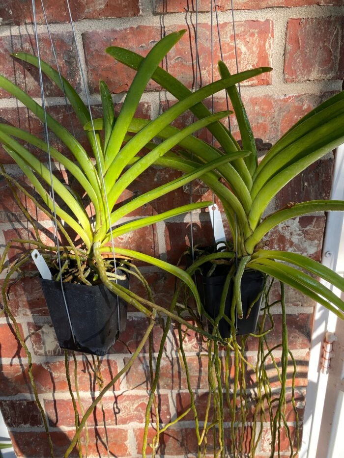 Vanda Kultana Gold (BS 3.5” pot) - Image 3