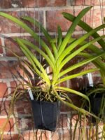 Vanda Kultana Gold (BS 3.5” pot) - Image 4