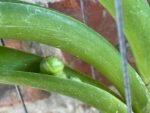 IN SPIKE Vanda Rasri Gold x Charles Goodfellow (3.5” pot) - Image 2