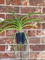 IN SPIKE Vanda Rasri Gold x Charles Goodfellow (3.5” pot) - Image 3