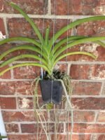 IN SPIKE Vanda Rasri Gold x Charles Goodfellow (3.5” pot) - Image 4