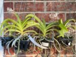 Vanda Pleonpit Prize Blooming Size (3” basket) - Image 2