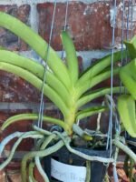 Vanda Pleonpit Prize Blooming Size (3” basket) - Image 6