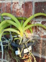 Vanda Pleonpit Prize Blooming Size (3” basket) - Image 7