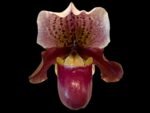IN SPIKE Paph. Henryanum 'Dark Nick x Kita' x Charlesworthii 'Miao Hua' x 'MH-Chili’ (3.5” Pot)