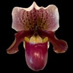 IN SPIKE Paph. Henryanum 'Dark Nick x Kita' x Charlesworthii 'Miao Hua' x 'MH-Chili’ (3.5” Pot)