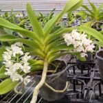 Rhynchostylis gigantea White (3.5” pot)