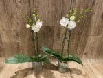 Phalaenopsis Charming Crystal Water 2 Spikes (4.5" pot) - Image 4