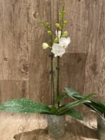 Phalaenopsis Charming Crystal Water 2 Spikes (4.5" pot) - Image 5