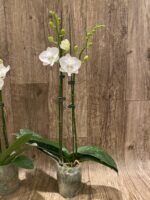 Phalaenopsis Charming Crystal Water 2 Spikes (4.5" pot) - Image 6
