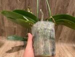 Phalaenopsis Charming Crystal Water 2 Spikes (4.5" pot) - Image 9
