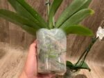 Phalaenopsis Charming Crystal Water 2 Spikes (4.5" pot) - Image 10