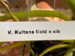 Vanda Kultana Gold (BS 3.5” pot) - Image 6