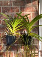 Vanda Kultana Gold (BS 3.5” pot) - Image 2