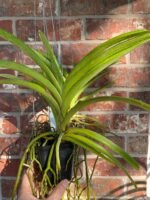 Vanda Kultana Gold (BS 3.5” pot) - Image 5
