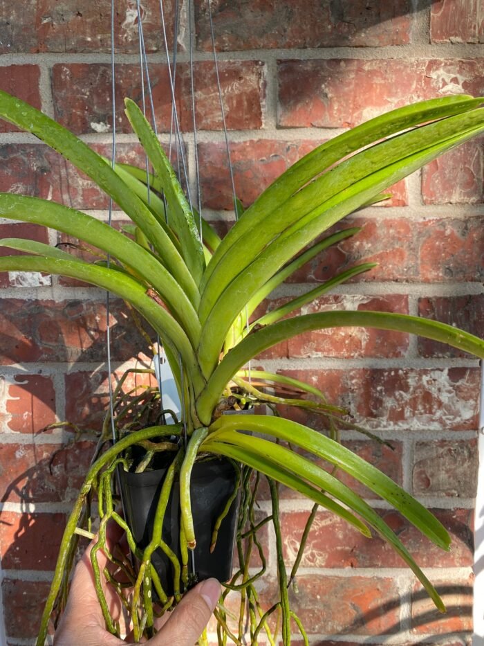 Vanda Kultana Gold (BS 3.5” pot) - Image 5