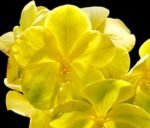 Vanda Kultana Gold (BS 3.5” pot)