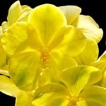 Vanda Kultana Gold (BS 3.5” pot)