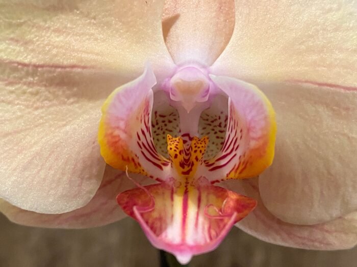 Double Spikes Phalaenopsis OX Lottery Prince (4.5" pot) - Image 4
