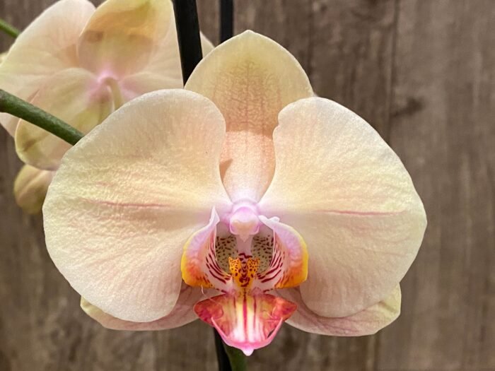 Double Spikes Phalaenopsis OX Lottery Prince (4.5" pot) - Image 5