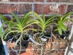 Vanda Pleonpit Prize Blooming Size (3” basket) - Image 3