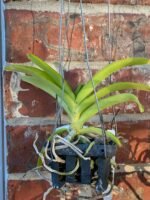 Vanda Pleonpit Prize Blooming Size (3” basket) - Image 4