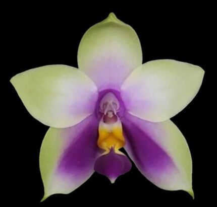 Fragrant - Phalaenopsis bellina f. coerulea x sib (3” pot)