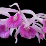 Bc. Morning Glory 'Valentine Kiss' (B. nodosa x C. purpurata) (3.5” Pot)