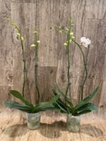 Phalaenopsis Arakaki Spring Fairy 2 Spikes (4.5" pot) - Image 3