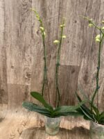 Phalaenopsis Arakaki Spring Fairy 2 Spikes (4.5" pot) - Image 4