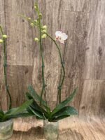 Phalaenopsis Arakaki Spring Fairy 2 Spikes (4.5" pot) - Image 5