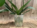 Phalaenopsis Arakaki Spring Fairy 2 Spikes (4.5" pot) - Image 6